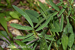Anthyllis vulneraria (F268133)