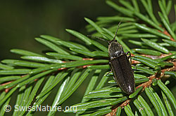Athous haemorrhoidalis auf Baum (F268137) Athous haemorrhoidalis auf Baum (F268137)