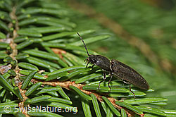 Athous haemorrhoidalis auf Baum (F268138) Athous haemorrhoidalis auf Baum (F268138)
