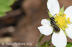Dunkelgrüne Schmalbiene (Lasioglossum morio) an Wald-Erdbeere (Fragaria vesca) (F268152)