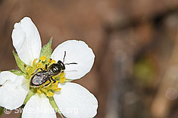 Dunkelgrüne Schmalbiene (Lasioglossum morio) an Wald-Erdbeere (Fragaria vesca) (F268153)