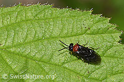Sattel-Blattwespe (Eutomostethus ephippium) (F268155)