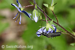 Oedemera tristis (Scheinbockkäfer) an Gamander-Ehrenpreis (Veronica chamaedrys)