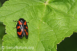 Gemeine Blutzikade (Cercopis vulnerata) (F268168) Gemeine Blutzikade (Cercopis vulnerata) (F268168)