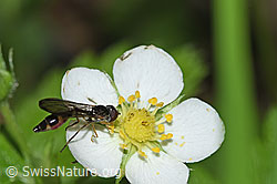 Gemeine Schattenschwebfliege  (Baccha elongata) im Flug