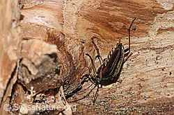 Foto: Schulterbock (Oxymirus cursor)