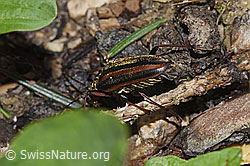 Foto: Schulterbock (Oxymirus cursor)