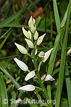 Cephalanthera longifolia (F268206)