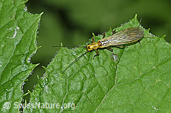 Neu in SwissNature.org: Buchstaben-Hufeisensteinfliege (Isoperla grammatica)