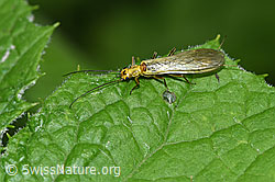 Photo: Isoperla grammatica