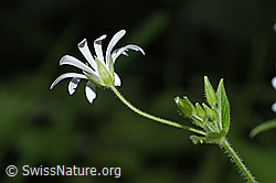 Gewöhnliche Hain-Sternmiere (Stellaria nemorum) (F268228)