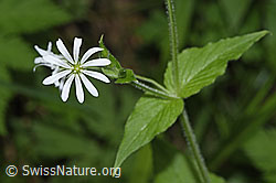 Gewöhnliche Hain-Sternmiere (Stellaria nemorum) (F268230)