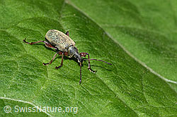 Gespornter Blattrüssler (Phyllobius glaucus) (26.05.2024, F268244)