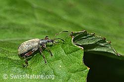 Gespornter Blattrüssler (Phyllobius glaucus) (26.05.2024, F268247)