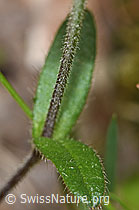 Cerastium fontanum ssp. vulgare (F268263)