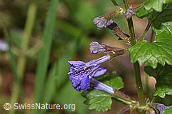 Gemeine Gundelrebe (Glechoma hederacea) (F268269)