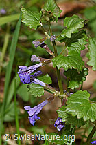 Gemeine Gundelrebe (Glechoma hederacea) (F268270)