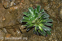 Safrangelber Steinbrech (Saxifraga mutata) (F268297) Safrangelber Steinbrech (Saxifraga mutata) (F268297)