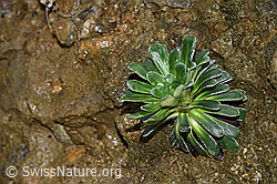 Safrangelber Steinbrech (Saxifraga mutata) (F268298) Safrangelber Steinbrech (Saxifraga mutata) (F268298)