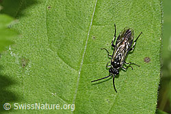 Macrophya alboannulata (Blattwespe) (F268299)