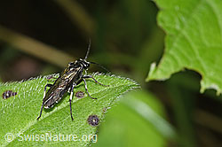 Macrophya alboannulata (Blattwespe) (F268303)