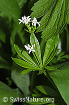 Echter Waldmeister (Galium odoratum) (F268313) Echter Waldmeister (Galium odoratum) (F268313)