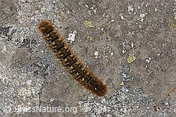 Foto: Eichenspinner (Lasiocampa quercus), Raupe