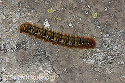Foto: Eichenspinner (Lasiocampa quercus), Raupe