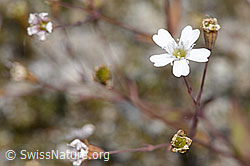 Silene rupestris (F276766)