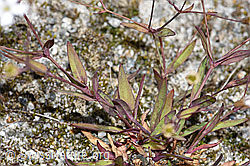 Silene rupestris (F276767)