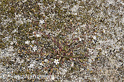 Silene rupestris (F276769)