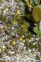 Zwerg-Augentrost (Euphrasia minima) (F276774)