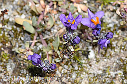 Alpen-Leinkraut (Linaria alpina) (07.2024, F276793)