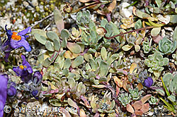 Linaria alpina (F276794)