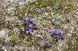 Linaria alpina (F276795)