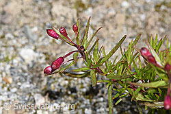 Fleischers Weidenröschen (Epilobium fleischeri) (F276796) Fleischers Weidenröschen (Epilobium fleischeri) (F276796)