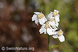 Moschus-Schafgarbe (Achillea erba-rotta) (07.2024, F276801)