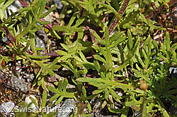 Achillea erba-rotta (F276802)