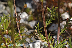 Achillea erba-rotta (F276804)