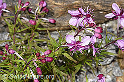 Fleischers Weidenröschen (Epilobium fleischeri) (F276811) Fleischers Weidenröschen (Epilobium fleischeri) (F276811)