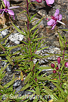Fleischers Weidenröschen (Epilobium fleischeri) (F276812) Fleischers Weidenröschen (Epilobium fleischeri) (F276812)