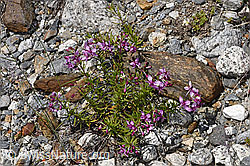 Fleischers Weidenröschen (Epilobium fleischeri) (F276815) Fleischers Weidenröschen (Epilobium fleischeri) (F276815)