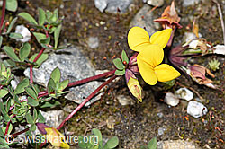 Alpen-Hornklee (Lotus alpinus) (07.2024, F276816)