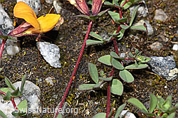 Lotus alpinus (F276829)