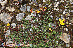 Lotus alpinus (F276834)