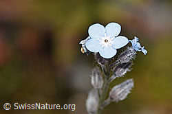 Alpen-Vergissmeinnicht (Myosotis alpestris) (F276840) Alpen-Vergissmeinnicht (Myosotis alpestris) (F276840)