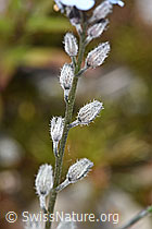 Alpen-Vergissmeinnicht (Myosotis alpestris) (F276842) Alpen-Vergissmeinnicht (Myosotis alpestris) (F276842)