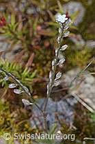 Alpen-Vergissmeinnicht (Myosotis alpestris) (F276844) Alpen-Vergissmeinnicht (Myosotis alpestris) (F276844)