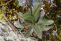 Alpen-Vergissmeinnicht (Myosotis alpestris) (F276845) Alpen-Vergissmeinnicht (Myosotis alpestris) (F276845)