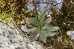 Alpen-Vergissmeinnicht (Myosotis alpestris) (F276846) Alpen-Vergissmeinnicht (Myosotis alpestris) (F276846)